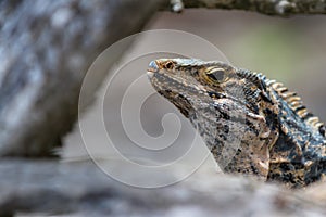 Large lizard in Costa Rica photo