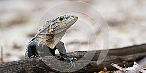 Large lizard in Costa Rica photo