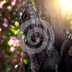 Large Lizard Hardun on a Tree