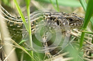 A large lizard hunts hiding in the grass. Animal wildlife in fields, reptile close up