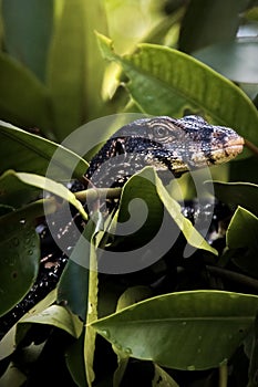Large lizard hunts in mangroves