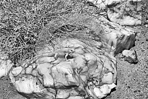 Lizard on a rock, infrared