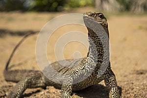 A large lizard on the sand under the sun`s rays