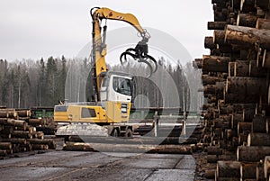 A large loader of logs at a sawmill of coniferous trees