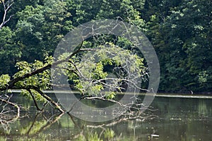 A large locust tree falling into lake