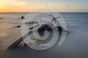 A large log with beautiful sunrise or sunset on Bama Beach, Baluran. Baluran National Park is a forest preservation area that