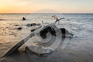 A large log with beautiful sunrise or sunset on Bama Beach, Baluran. Baluran National Park is a forest preservation area that