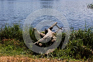 Large log on the lake in the forest