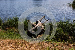 Large log on the lake in the forest