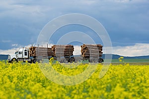 Large logging truck that transports pine logs amid cloudy sky