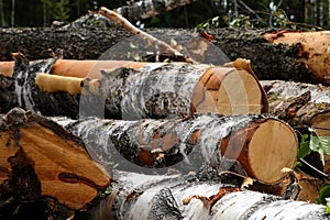 Large logs thick logs with pieces of bark piled up a bunch of cut down trees background trees forest