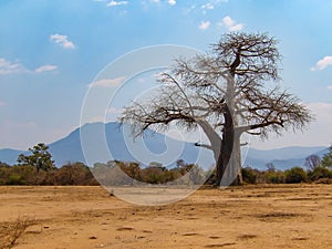 Large lone baobab tree in lower zambezi national park zambia