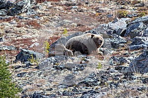 Large Lone Grizzly Bear in the mountain above the Savage River in Denali National Park in Alaska USA