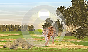 A large lone tiger walks through a valley with bushes, trees and grass