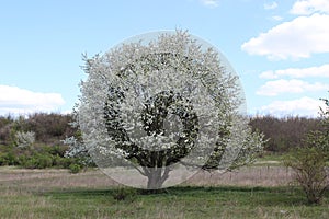 Large lonely flowering apple tree. Steppe, nature reserve.