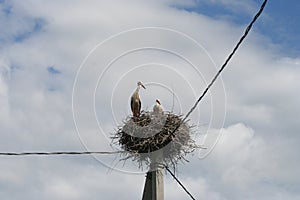 Large, long-legged, long-necked Stork family in a nest wading bird with long, stout bills.