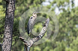 Great Blue Heron bird, Walton County Georgia, USA