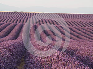 Large, long Rows of Lavender large field of Lavender