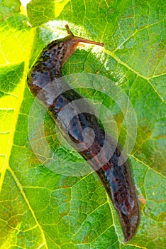 Large long slug, leopard slug Limax maximus, Limacidae family, crawling on green leaves. Spring, Ukraine, May