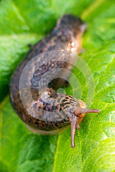 Large long slug, leopard slug Limax maximus, Limacidae family, crawling on green leaves. Spring, Ukraine, May