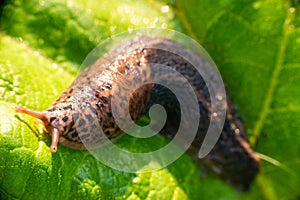 Large long slug, leopard slug Limax maximus, Limacidae family, crawling on green leaves. Spring, Ukraine, May