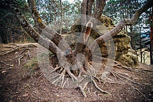 Large and long tree roots. Forest or park. The roots are intertwined and tangled