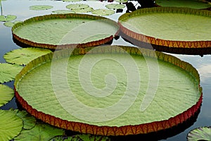 Large Longwood Water Platter Lily pad plants