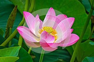 Large lotus flowers. bright pink buds of lotus flower floating in the lake.