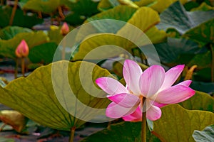 Large lotus flowers. bright pink buds of lotus flower floating in the lake.