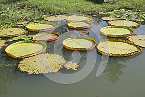 A large lotus leaf in a natural pond