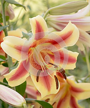 Large and Lovely `Shocking` Orienpet Lily