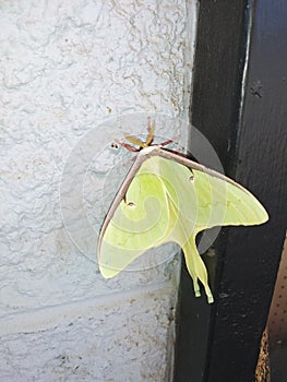 Large Luna Moth