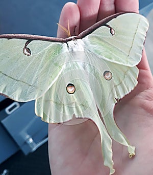 Large lunar moth