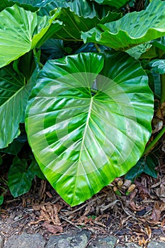 Large lush green leaf of Philodendron giganteum