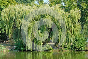 Large, lush, green willow on the banks of the river.