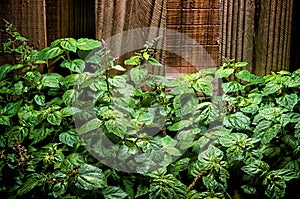 Large lush patchouly plant against wood