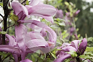 Large lush pink magnolia flowers. Fresh flowers bloomed on the branch after the rain, covered with raindrops.