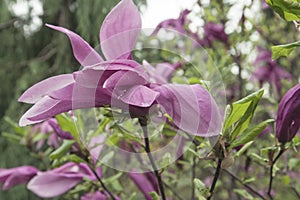 Large lush pink magnolia flowers. Fresh flowers bloomed on the branch after the rain, covered with raindrops.