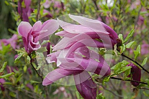 Large lush pink magnolia flowers. Fresh flowers bloomed on the branch after the rain, covered with raindrops.