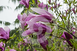 Large lush pink magnolia flowers. Fresh flowers bloomed on the branch after the rain, covered with raindrops.