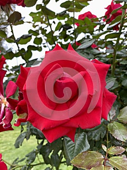 Large lush red rose on a rosebush, Beautiful red rose bush red roses in garden, floral background. Spring, summer, autumn outdoor
