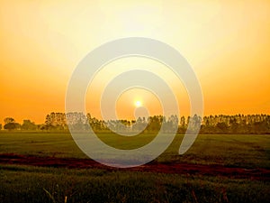 Large lush rice fields and eucalyptus trees line the ridge  During the morning sunrise  Orange yellow light.