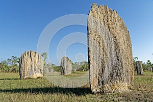 Large Magnetic Termite Mounds On The Floodplain