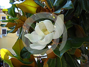 Large magnolia flower. Large white petals cover the yellow stamens and pistils. Wide shiny green leaves around the inflorescence.