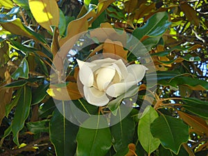 Large magnolia flower. Large white petals cover the yellow stamens and pistils. Wide shiny green leaves around the inflorescence.