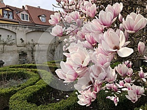 Large magnolia flowers in a cozy garden-4