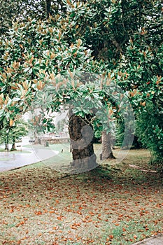 Large magolia tree