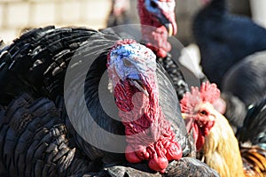 A large main turkey walks through the farmyard among other birds