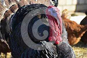 large main turkey walks through the farmyard among other birds