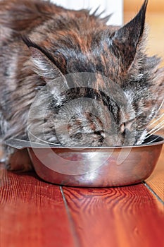 Large Maine Coon cat sits near a metal bowl and eats food